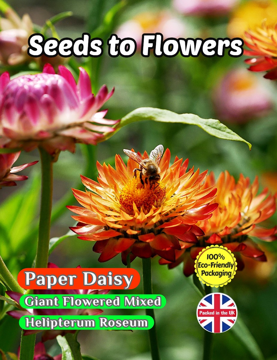 PAPER DAISY GIANT MIXED HELIPTERUM ROSEUM 800 FLOWER SEEDS COMPOSTABLE PACKAGING