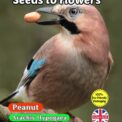 PEANUT - ARACHIS HYPOGAEA - 22 BEST QUALITY SEEDS - 100% COMPOSTABLE PACKAGING