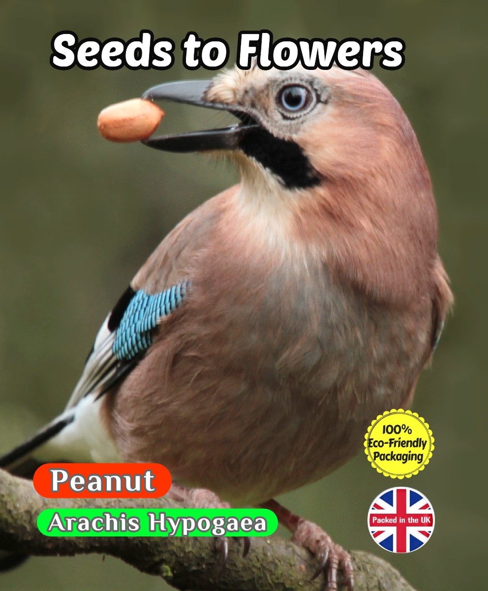 PEANUT - ARACHIS HYPOGAEA - 22 BEST QUALITY SEEDS - 100% COMPOSTABLE PACKAGING