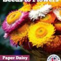 PAPER DAISY - GIANT FLOWERED MIXED - HELIPTERUM ROSEUM - 400 FLOWER SEEDS /117F