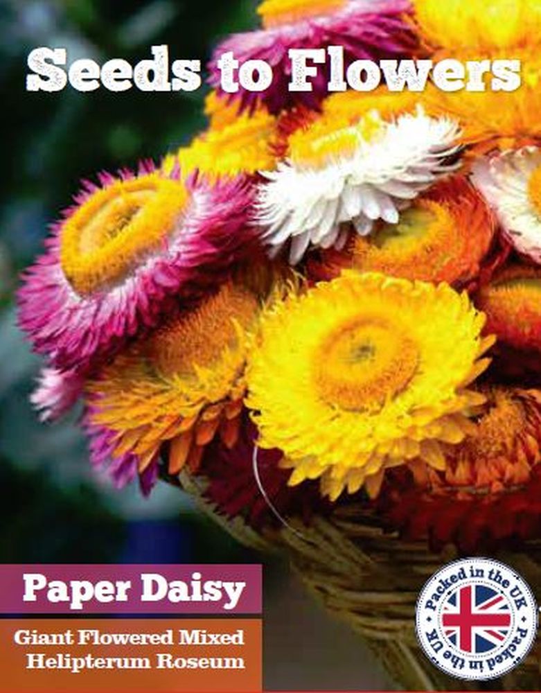 PAPER DAISY - GIANT FLOWERED MIXED - HELIPTERUM ROSEUM - 400 FLOWER SEEDS /117F