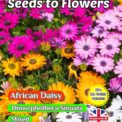 AFRICAN DAISY DIMORPHOTHECA SINUATA MIX 1350 FLOWER SEEDS COMPOSTABLE PACKAGING