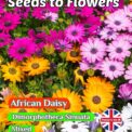 AFRICAN DAISY- DIMORPHOTHECA SINUATA AURANTICA - 900 HIGH QUALITY FLOWER SEEDS