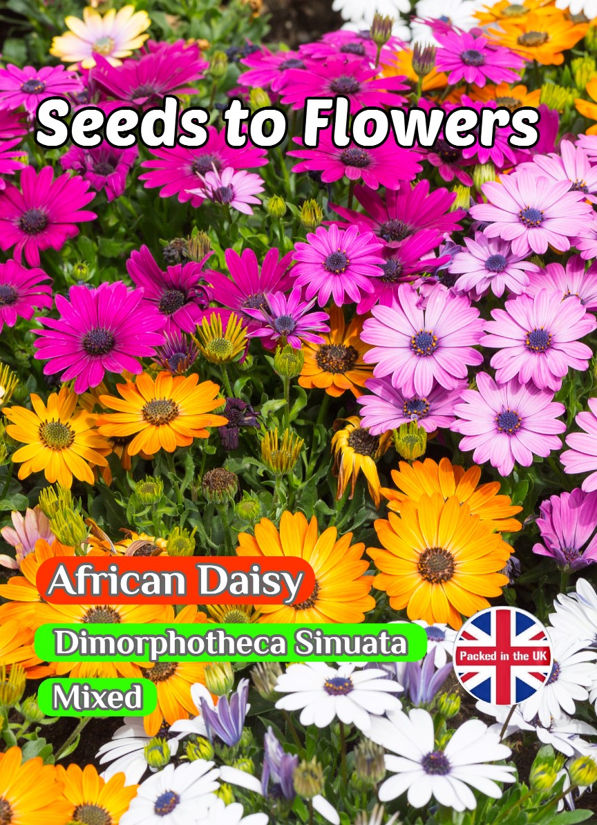 AFRICAN DAISY- DIMORPHOTHECA SINUATA AURANTICA - 900 HIGH QUALITY FLOWER SEEDS