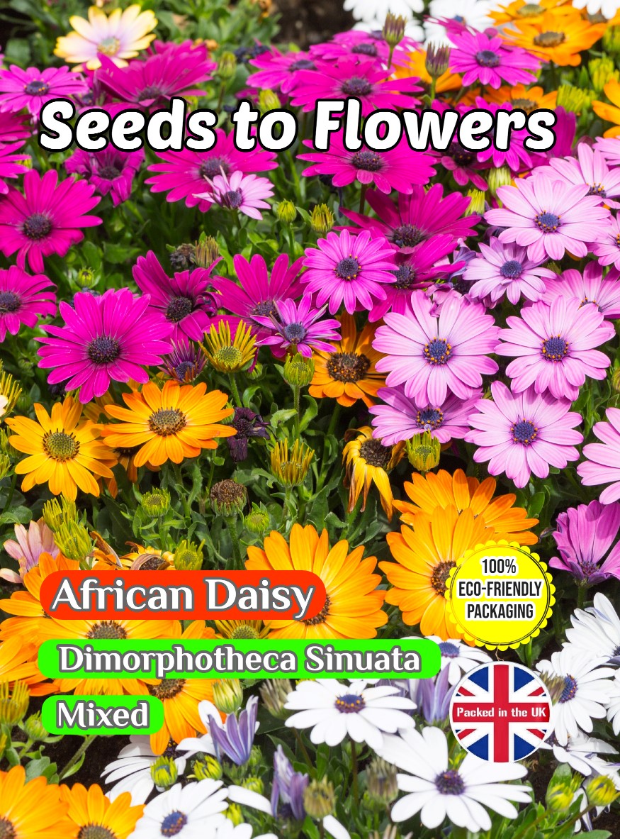 AFRICAN DAISY DIMORPHOTHECA SINUATA MIX 1350 FLOWER SEEDS COMPOSTABLE PACKAGING