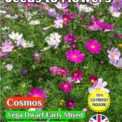 COSMOS VEGA - EARLY DWARF VARIETY - 300 FLOWER SEEDS - FULLY COMPOSTABLE PACKET