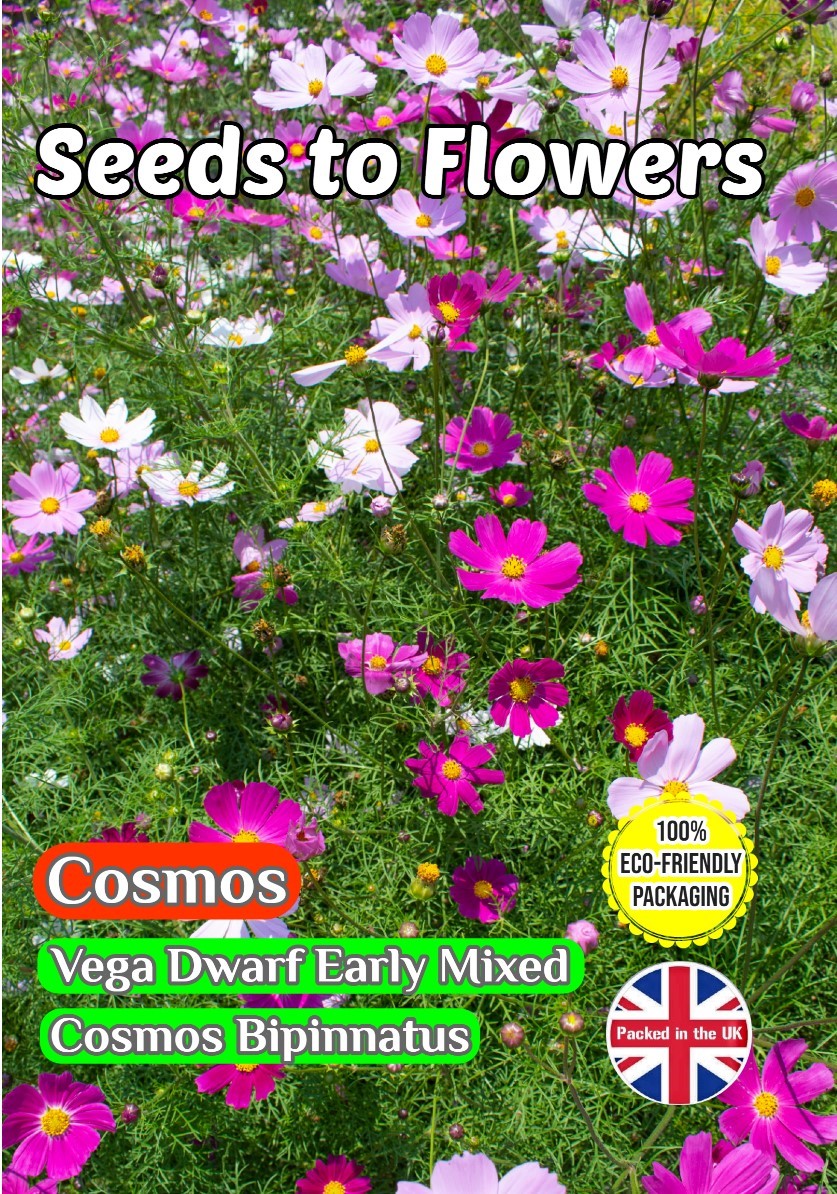 COSMOS VEGA - EARLY DWARF VARIETY - 300 FLOWER SEEDS - FULLY COMPOSTABLE PACKET
