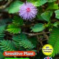MIMOSA PUDICA - SENSITIVE PLANT - FULLY COMPOSTABLE PACKAGING - 540 FLOWER SEEDS