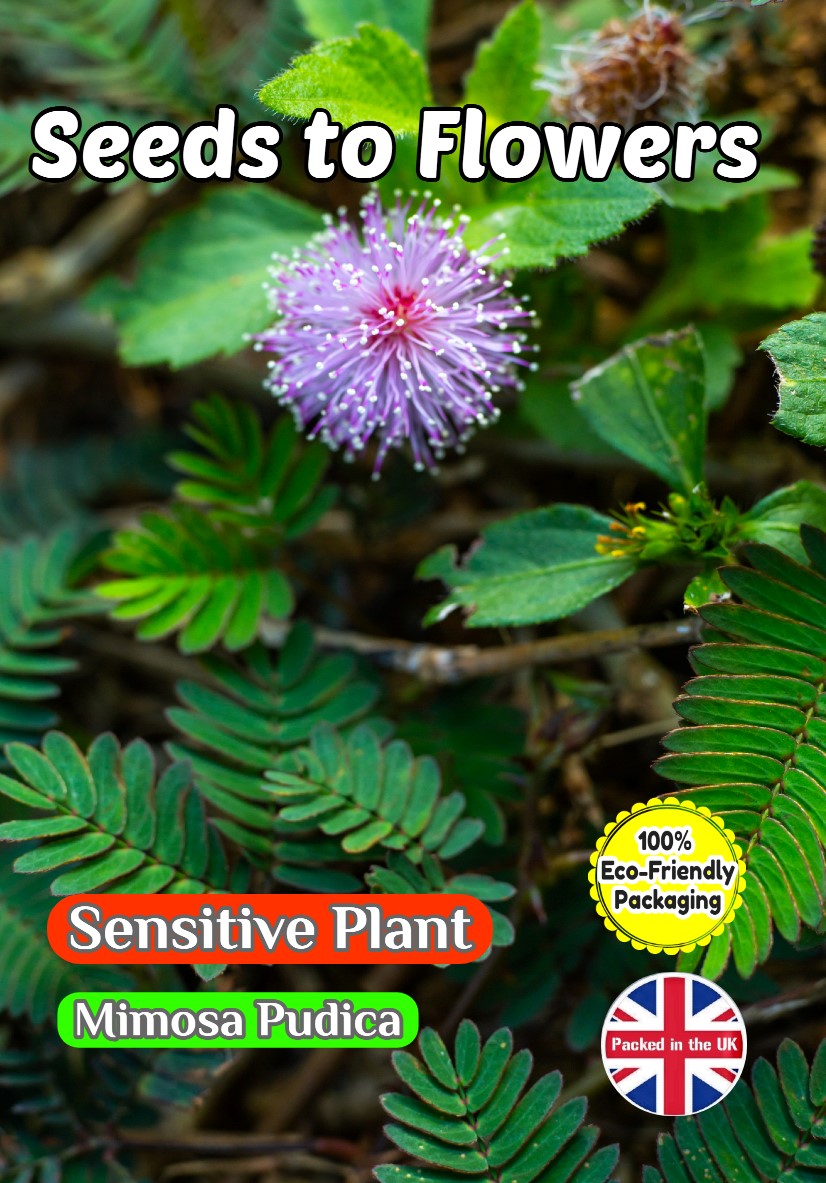 MIMOSA PUDICA - SENSITIVE PLANT - FULLY COMPOSTABLE PACKAGING - 540 FLOWER SEEDS