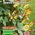 MINA LOBATA SPANISH FLAG ANNUAL CLIMBER 80 FLOWER SEEDS FULLY COMPOSTABLE PACKET