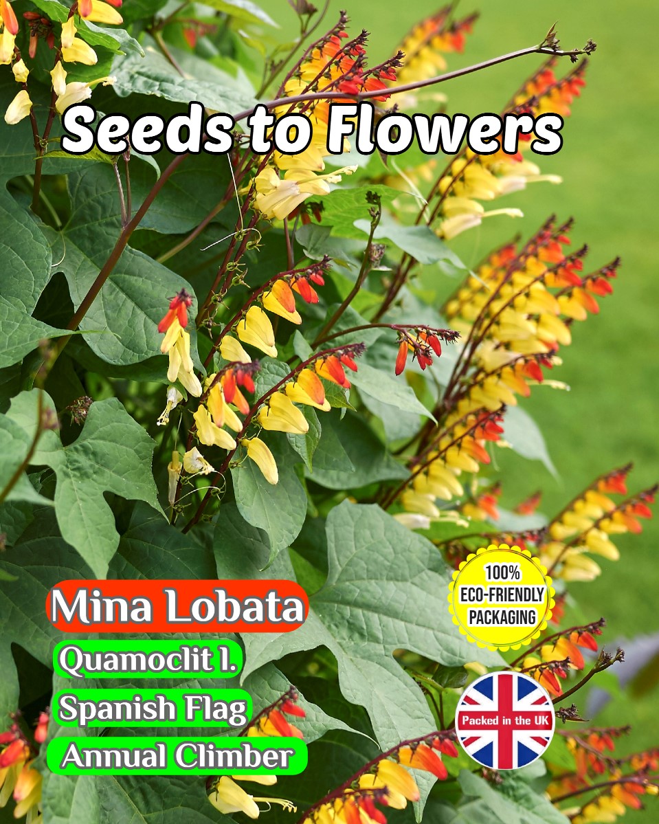 MINA LOBATA SPANISH FLAG ANNUAL CLIMBER 80 FLOWER SEEDS FULLY COMPOSTABLE PACKET