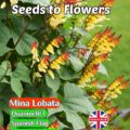 MINA LOBATA SPANISH FLAG - ANNUAL CLIMBER - 40 HIGH QUALITY FLOWER SEEDS