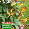 MINA LOBATA SPANISH FLAG - ANNUAL CLIMBER - 40 HIGH QUALITY FLOWER SEEDS