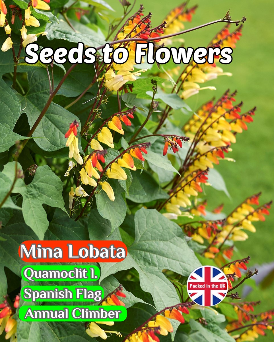 MINA LOBATA SPANISH FLAG - ANNUAL CLIMBER - 40 HIGH QUALITY FLOWER SEEDS