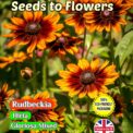 RUDBECKIA HIRTA - GLORIOSA MIXED FULLY COMPOSTABLE PACKAGING 3600 FLOWER SEEDS
