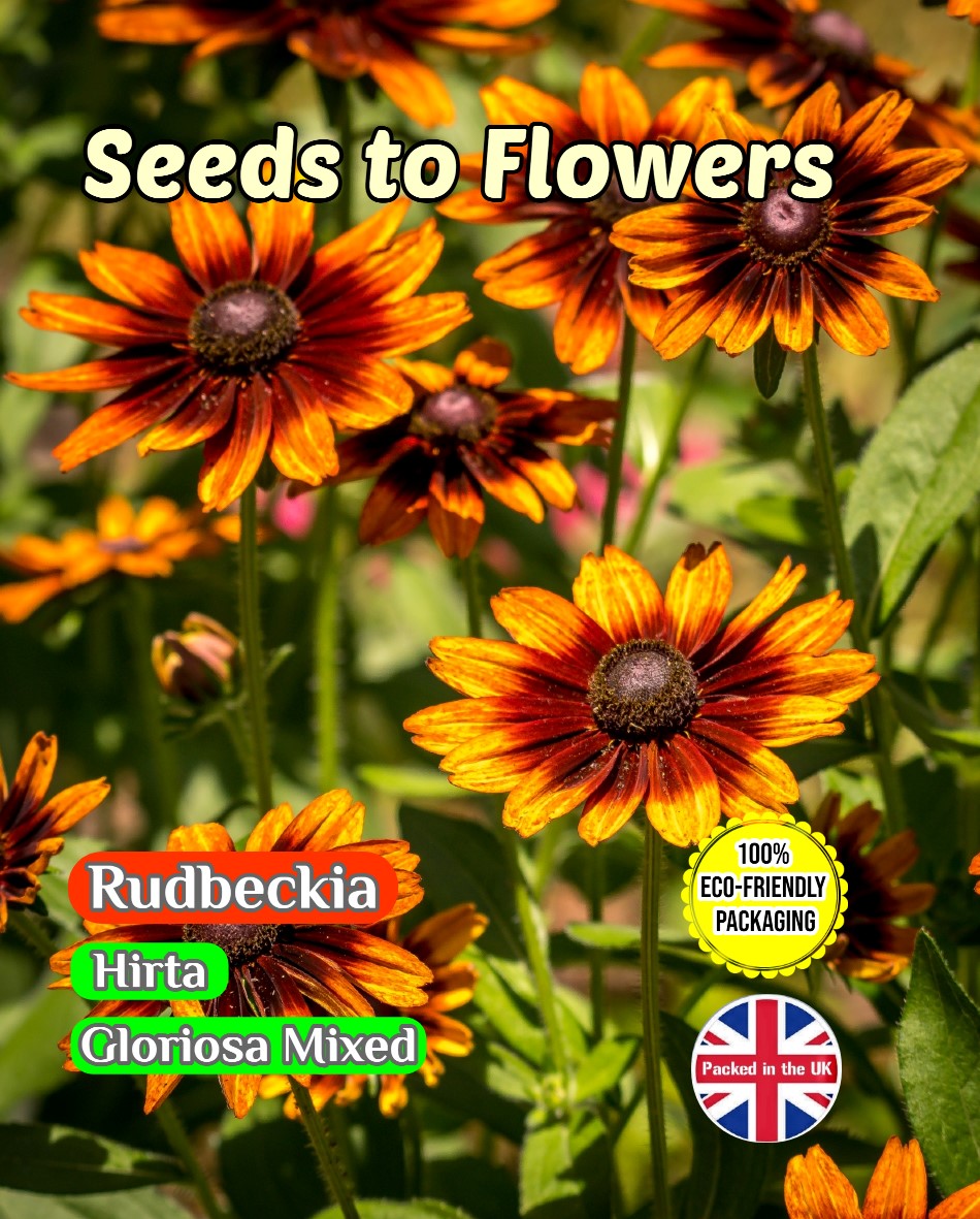 RUDBECKIA HIRTA - GLORIOSA MIXED FULLY COMPOSTABLE PACKAGING 3600 FLOWER SEEDS