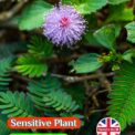 MIMOSA PUDICA - SENSITIVE PLANT - BORDER HOUSE PLANT - 360 QUALITY FLOWER SEEDS