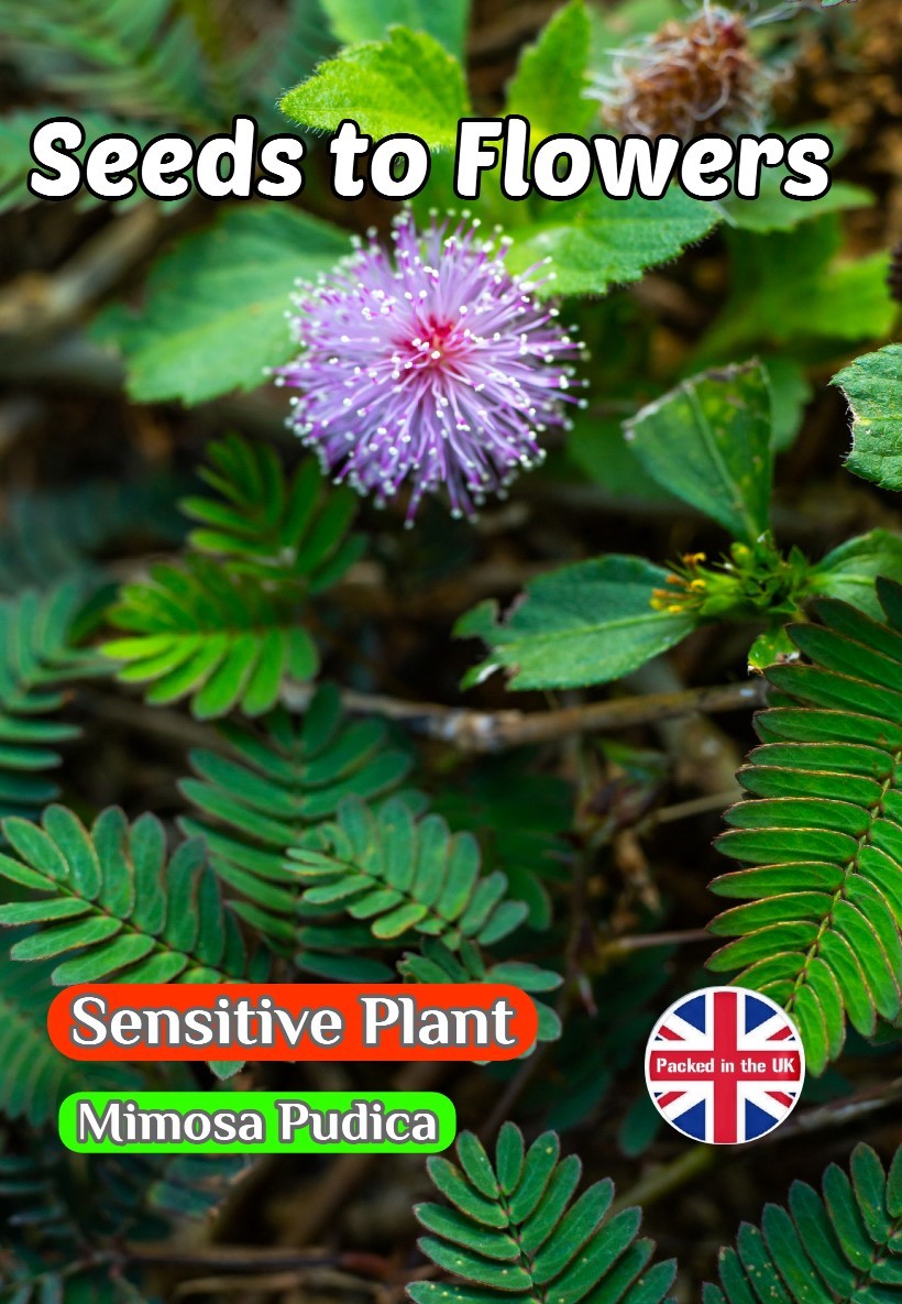 MIMOSA PUDICA - SENSITIVE PLANT - BORDER HOUSE PLANT - 360 QUALITY FLOWER SEEDS