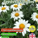 CHRYSANTHEMUM PERENNIAL SHASTA DAISY ALASKA 1500 FLOWER SEEDS COMPOSTABLE PACKET