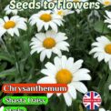 CHRYSANTHEMUM MAXIMUM - PERENNIAL SHASTA DAISY - ALASKA 1500 HIGH QUALITY FLOWER SEEDS