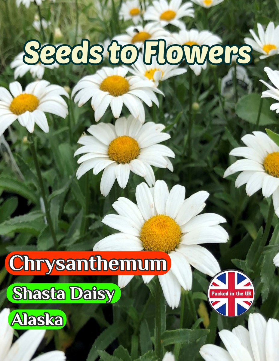 CHRYSANTHEMUM MAXIMUM - PERENNIAL SHASTA DAISY - ALASKA 1500 HIGH QUALITY FLOWER SEEDS