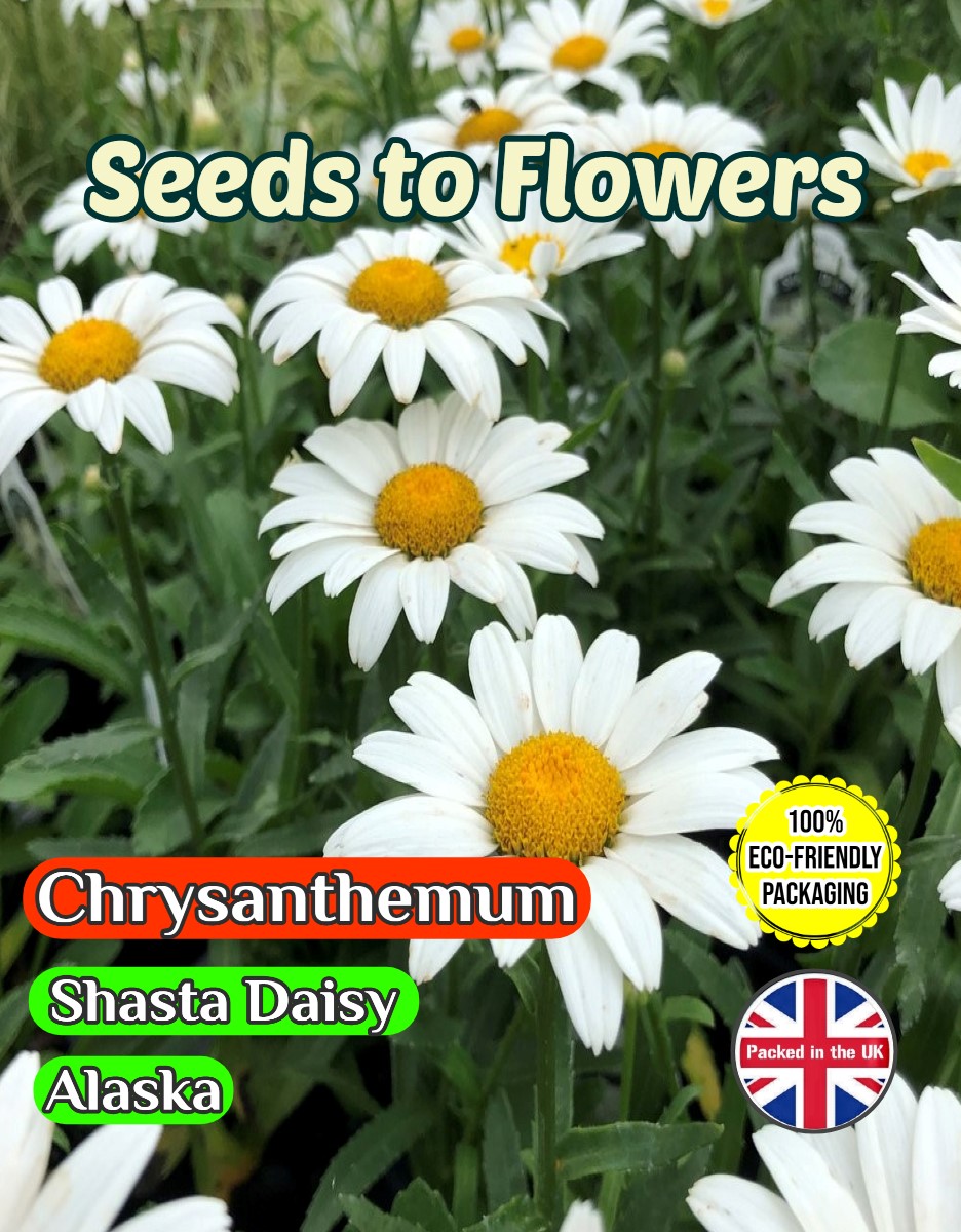 CHRYSANTHEMUM PERENNIAL SHASTA DAISY ALASKA 1500 FLOWER SEEDS COMPOSTABLE PACKET