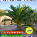 CANARY DATE PALM - PHOENIX CANARIENSIS 12 BEST SEEDS - FULLY COMPOSTABLE PACKET