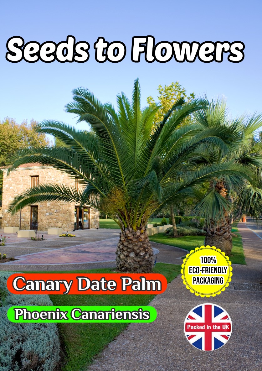 CANARY DATE PALM - PHOENIX CANARIENSIS 12 BEST SEEDS - FULLY COMPOSTABLE PACKET