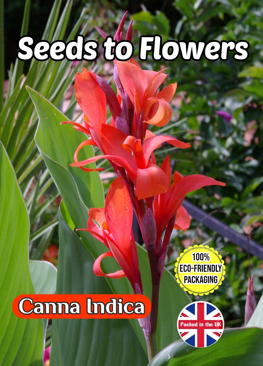 CANNA INDICA - EXOTIC PLANT - 20 BEST QUALITY SEEDS - FULLY COMPOSTABLE PACKET
