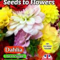 DAHLIA - DWARF SINGLE - MIGNON MIXED 120 FLOWER SEEDS - FULLY COMPOSTABLE PACKET