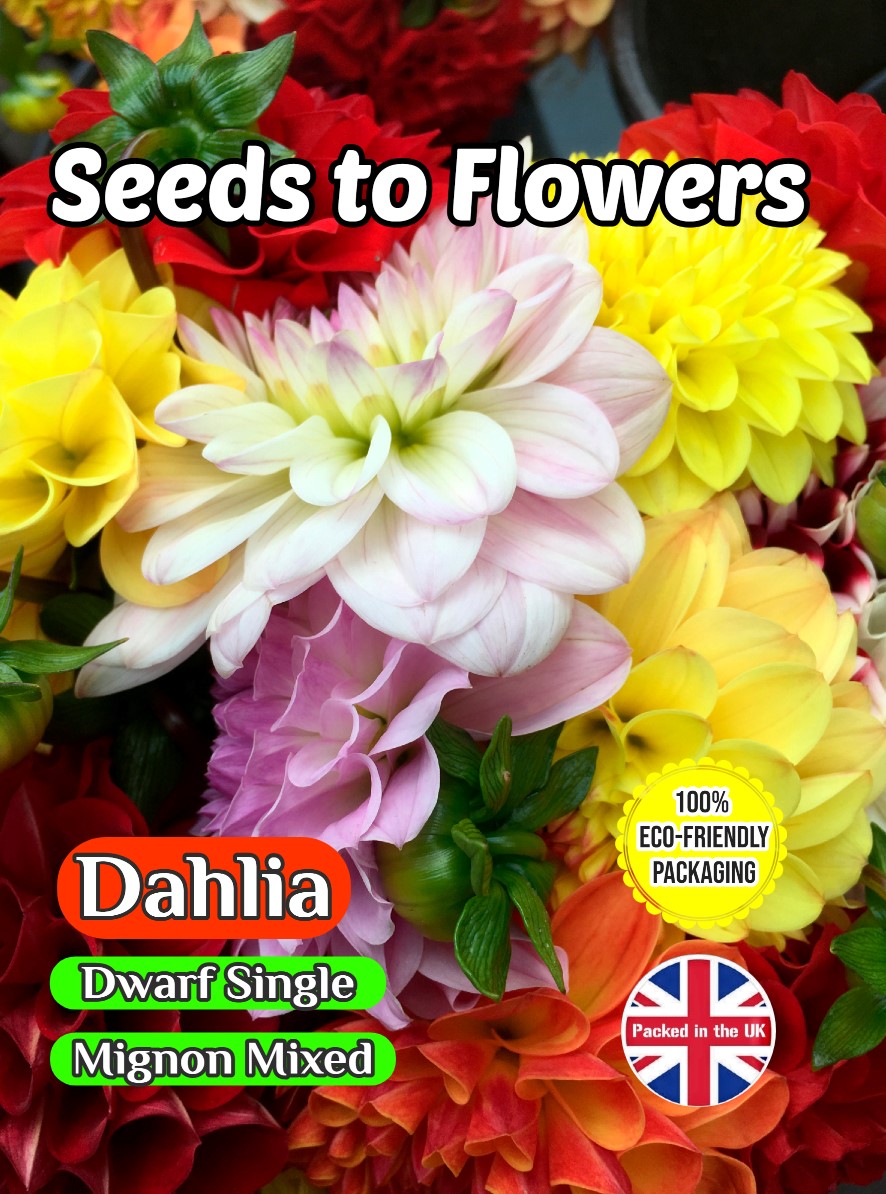 DAHLIA - DWARF SINGLE - MIGNON MIXED 120 FLOWER SEEDS - FULLY COMPOSTABLE PACKET