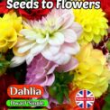 DAHLIA VARIABILIS - DWARF SINGLE - MIGNON MIXED -120 HIGH QUALITY FLOWER SEEDS