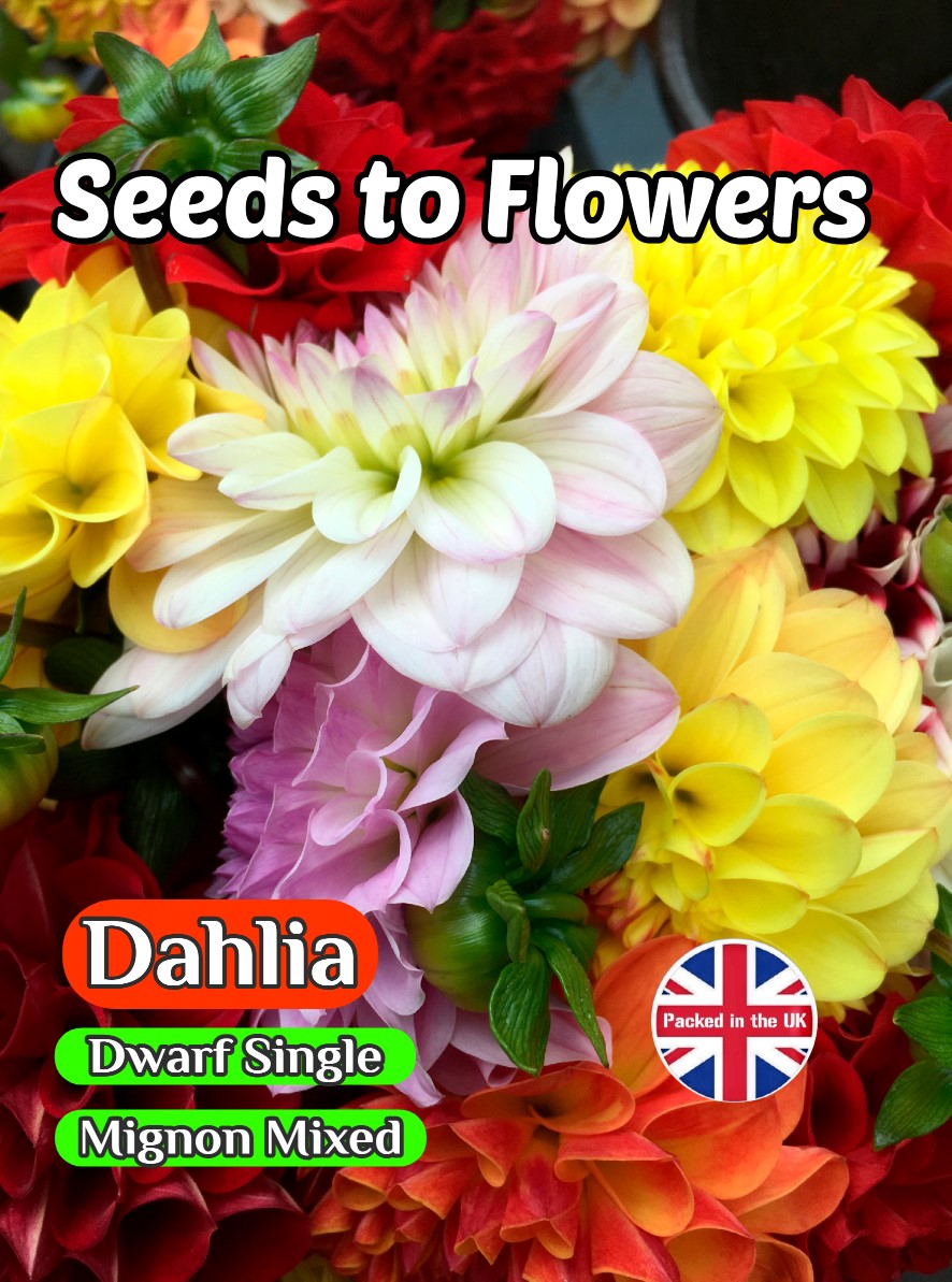 DAHLIA VARIABILIS - DWARF SINGLE - MIGNON MIXED -120 HIGH QUALITY FLOWER SEEDS