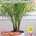 DWARF DATE PALM EXOTIC TROPICAL HOUSE PLANT COMPOSTABLE PACKET - 8 BEST SEEDS
