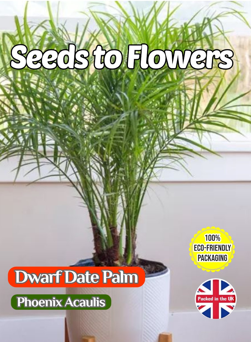 DWARF DATE PALM EXOTIC TROPICAL HOUSE PLANT COMPOSTABLE PACKET - 8 BEST SEEDS