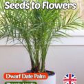 DWARF DATE PALM - EXOTIC - TROPICAL - HOUSE PLANT - 5 BEST QUALITY SEEDS