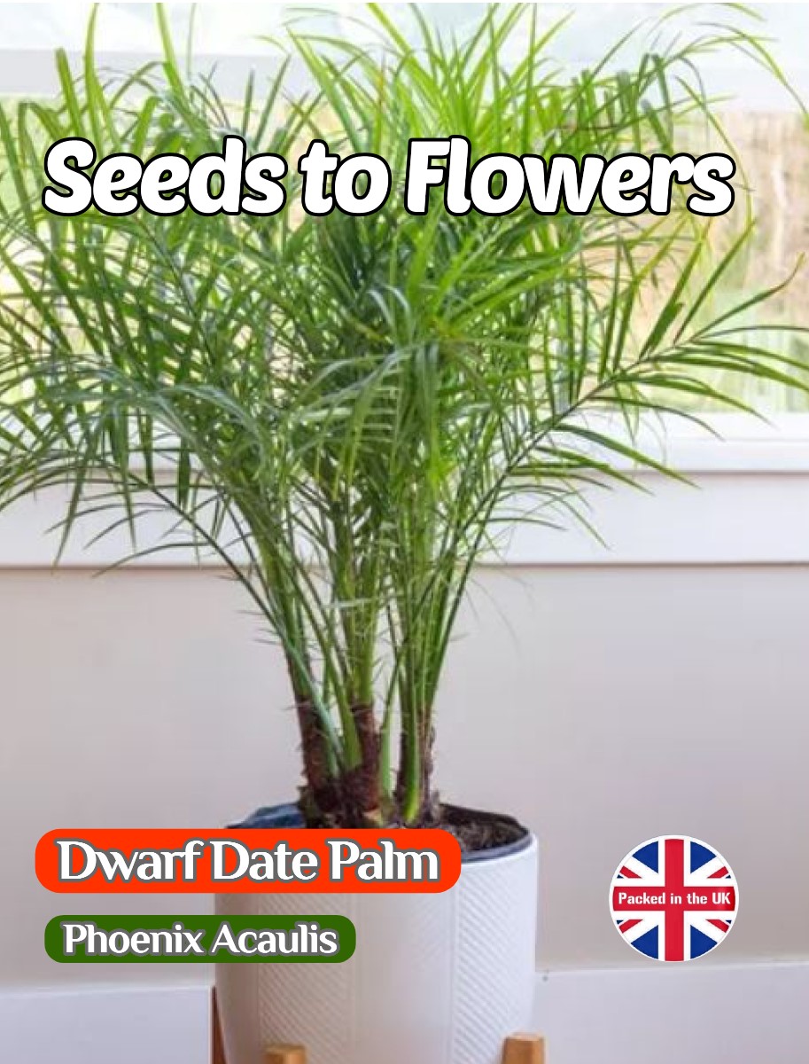 DWARF DATE PALM - EXOTIC - TROPICAL - HOUSE PLANT - 5 BEST QUALITY SEEDS