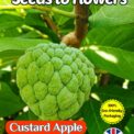 CUSTARD SUGAR APPLE ANNONA SQUAMOSA EDIBLE TROPICAL 15 SEEDS COMPOSTABLE PACKET