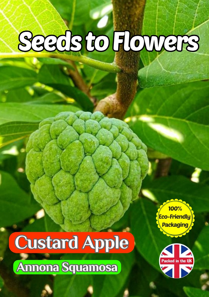 CUSTARD SUGAR APPLE ANNONA SQUAMOSA EDIBLE TROPICAL 15 SEEDS COMPOSTABLE PACKET