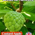 CUSTARD SUGAR APPLE - ANNONA SQUAMOSA - EDIBLE - TROPICAL - 10 QUALITY SEEDS