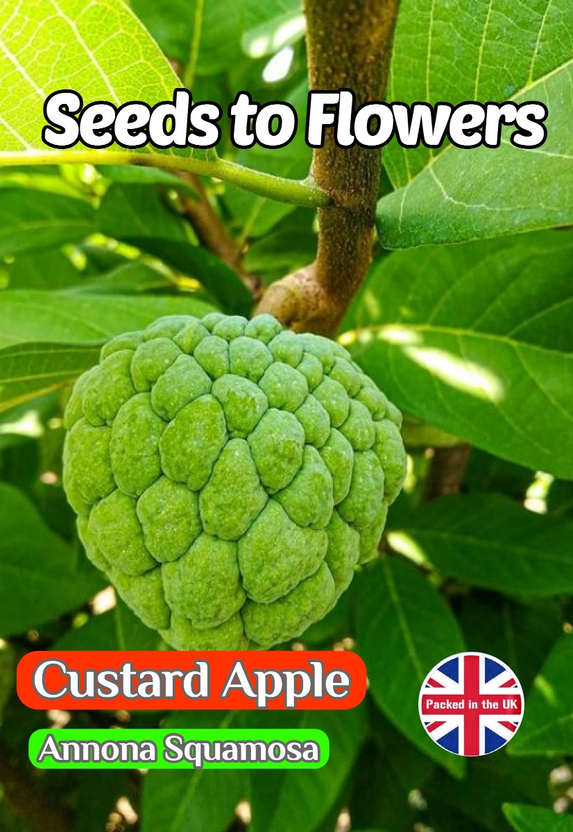 CUSTARD SUGAR APPLE - ANNONA SQUAMOSA - EDIBLE - TROPICAL - 10 QUALITY SEEDS