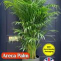 ARECA PALM EXOTIC TROPICAL - HOUSE PLANT - COMPOSTABLE PACKET - 8 BEST SEEDS