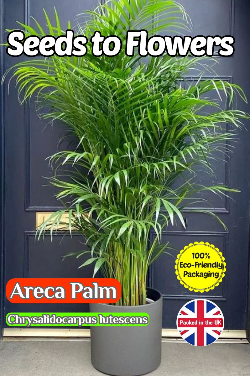 ARECA PALM EXOTIC TROPICAL - HOUSE PLANT - COMPOSTABLE PACKET - 8 BEST SEEDS