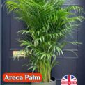 ARECA PALM - EXOTIC - TROPICAL - HOUSE PLANT - PERENNIAL - 5 BEST SEEDS