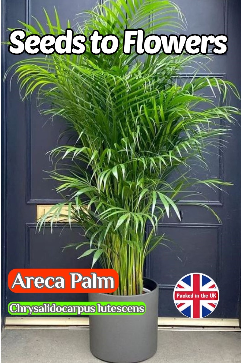 ARECA PALM - EXOTIC - TROPICAL - HOUSE PLANT - PERENNIAL - 5 BEST SEEDS