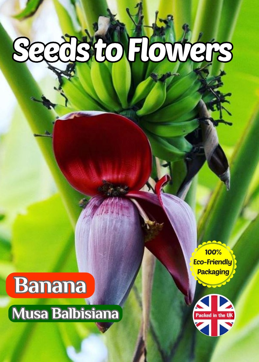 BANANA - MUSA BALBISIANA - EXOTIC TROPICAL - COMPOSTABLE PACKET - 15 BEST SEEDS