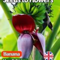 BANANA - MUSA BALBISIANA - PLANTAIN - EXOTIC - TROPICAL -10 HIGH QUALITY SEEDS