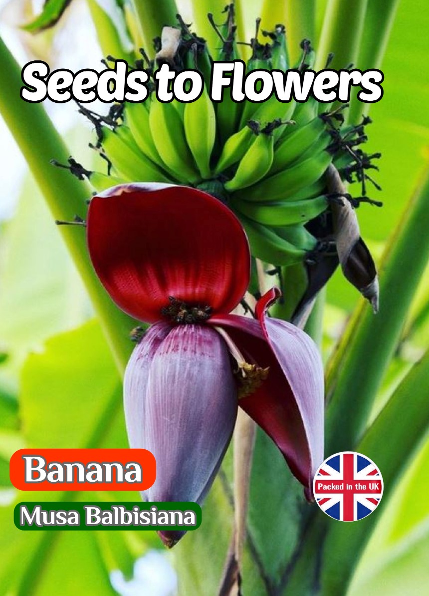 BANANA - MUSA BALBISIANA - PLANTAIN - EXOTIC - TROPICAL -10 HIGH QUALITY SEEDS