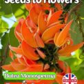 BUTEA MONOSPERMA FLAME OF THE FOREST -TROPICAL - EXOTIC - 4 BEST SEEDS