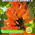 BUTEA MONOSPERMA FLAME OF THE FOREST TROPICAL-COMPOSTABLE PACKET - 6 BEST SEEDS